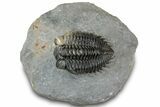 Multi-Toned Coltraneia Trilobite Fossil - Huge Faceted Eyes #312361-5